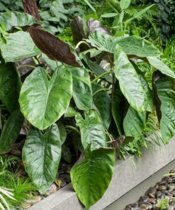 Alocasia Wentii