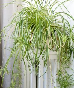 Chlorophytum Comosum