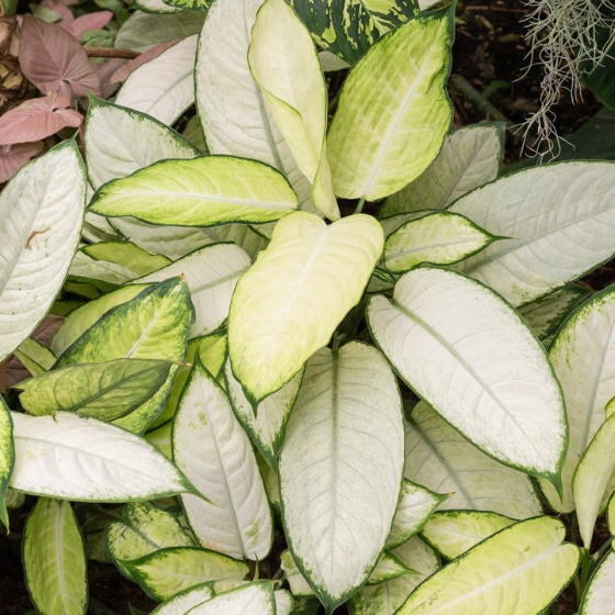 Dieffenbachia Camilla