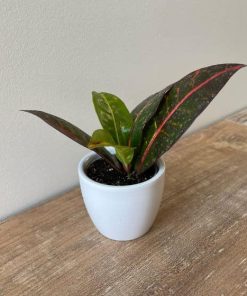 Micro Croton