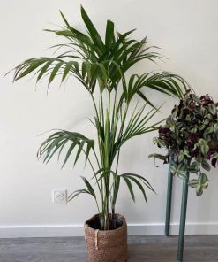 Farfugium kentia – Howea forsteriana