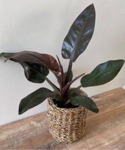 Philodendron Imperial Red