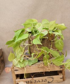 Philodendron Lemon Lime