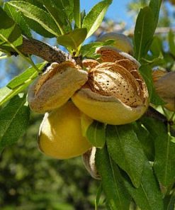 Amandier TETENY RECORD