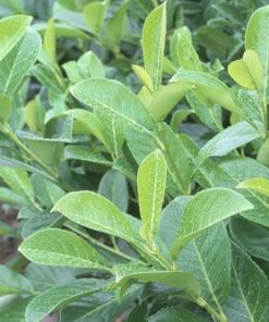 Laurier palme CERISE