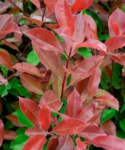 Photinia Red select